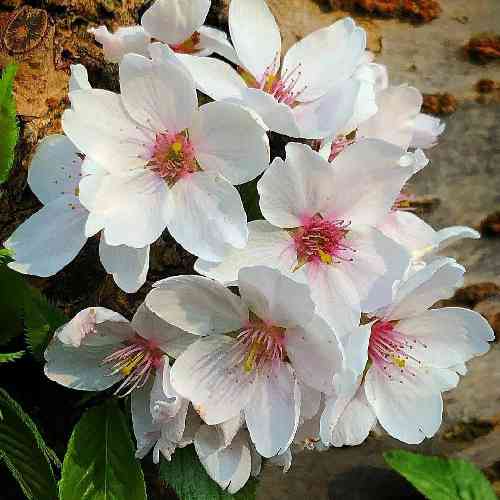 جواد نکایی دلبر غریبی نکن